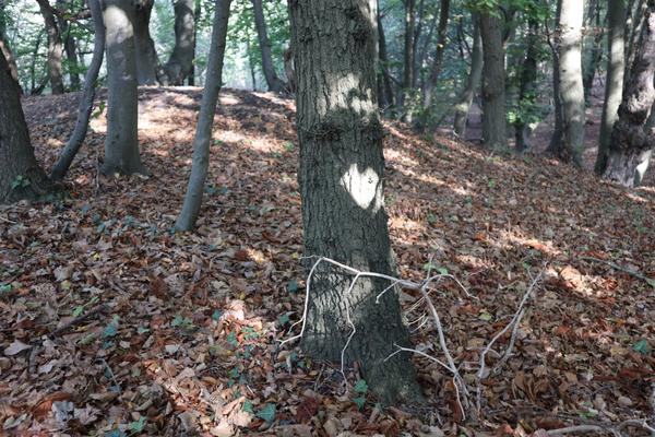 The photo captures a peaceful forest scene, with the ground completely covered in a thick carpet of fallen brown leaves